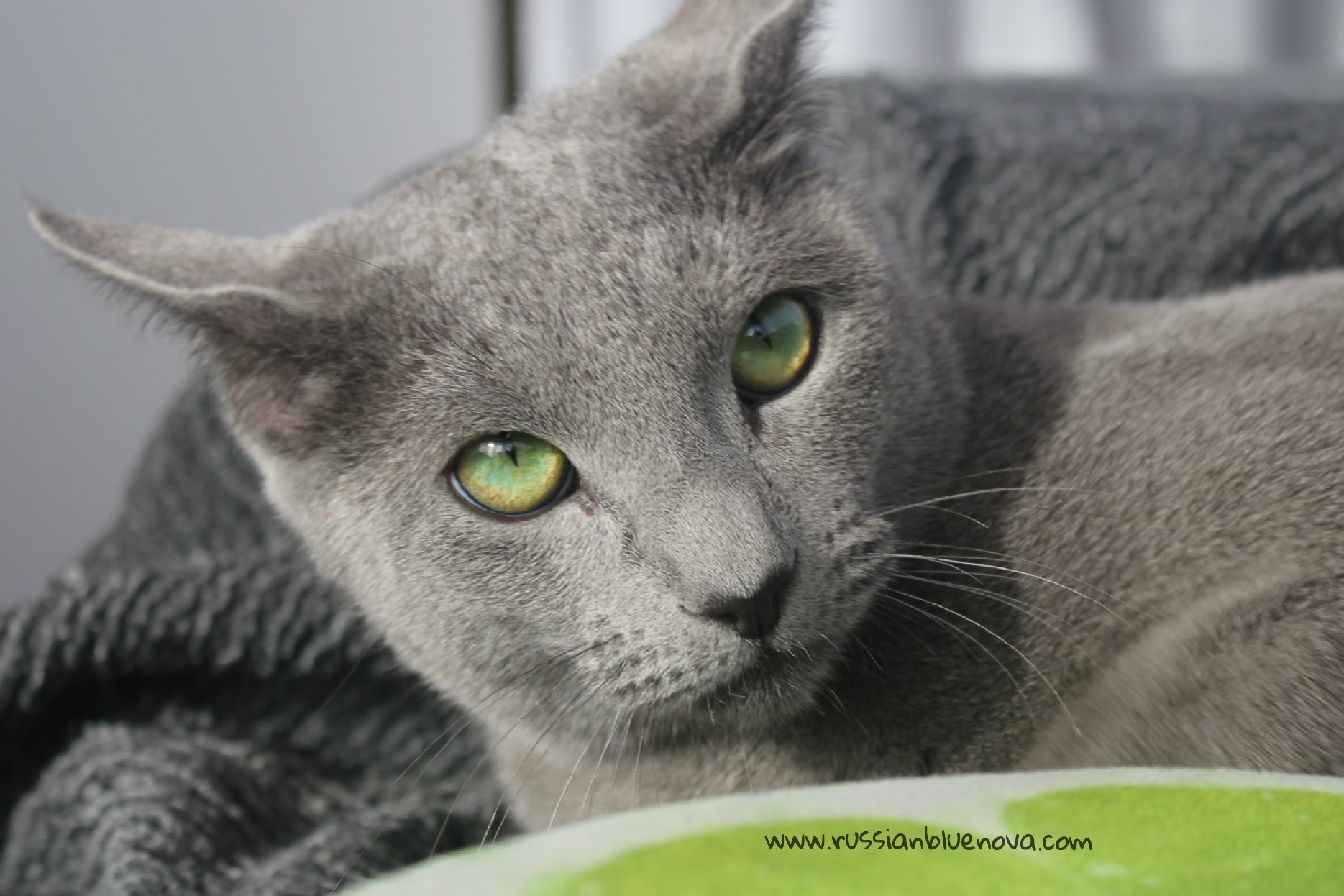 2017.11.18-comprar gato azul ruso barcelona russian blue cat barcelona azul ruso 11