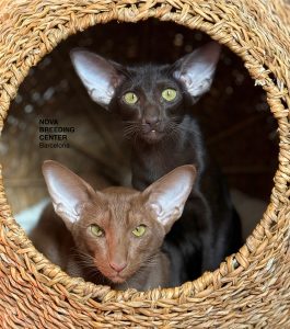 Gato Oriental Barcelona