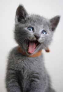 Principales cuidados que necesita tu gato tras su esterilización