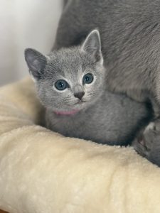 Principales cuestiones sobre la esterilización de gatos