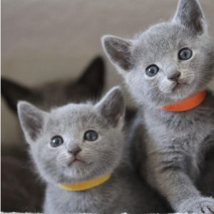 ¿Qué es mejor, dos gatos o uno?
