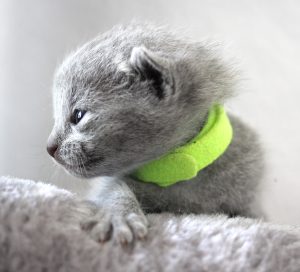 ¿Cómo limpiar un gato sin bañarlo?