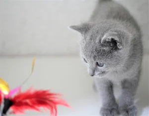 Plantas tóxicas para gatos ¿Cuáles son?