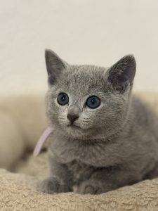 ¿Cómo poner a dieta a un gato?