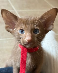 Gato Oriental de Pelo Corto: carácter, cuidados y todo lo que debes saber sobre esta fascinante raza