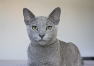 Antes de adquirir un gato