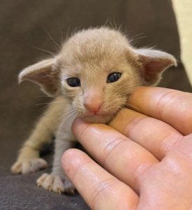 La cara B de la cría de gatos: lo que nadie ve.