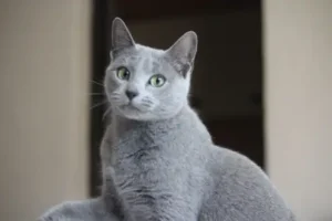 Gatitos… ¡muy pronto!