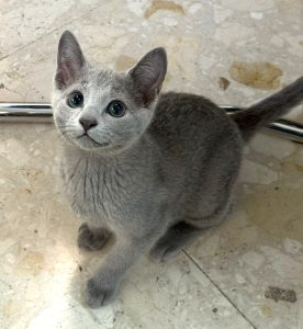 Precio de un gato de raza