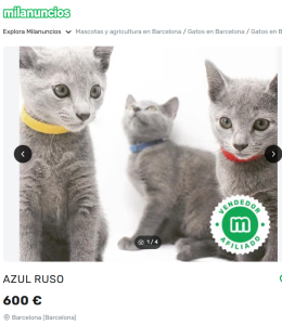 Timos y fraudes en la venta de gatos