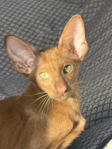 ¿Qué raza de gato elegir?