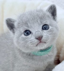 Criador de gatos