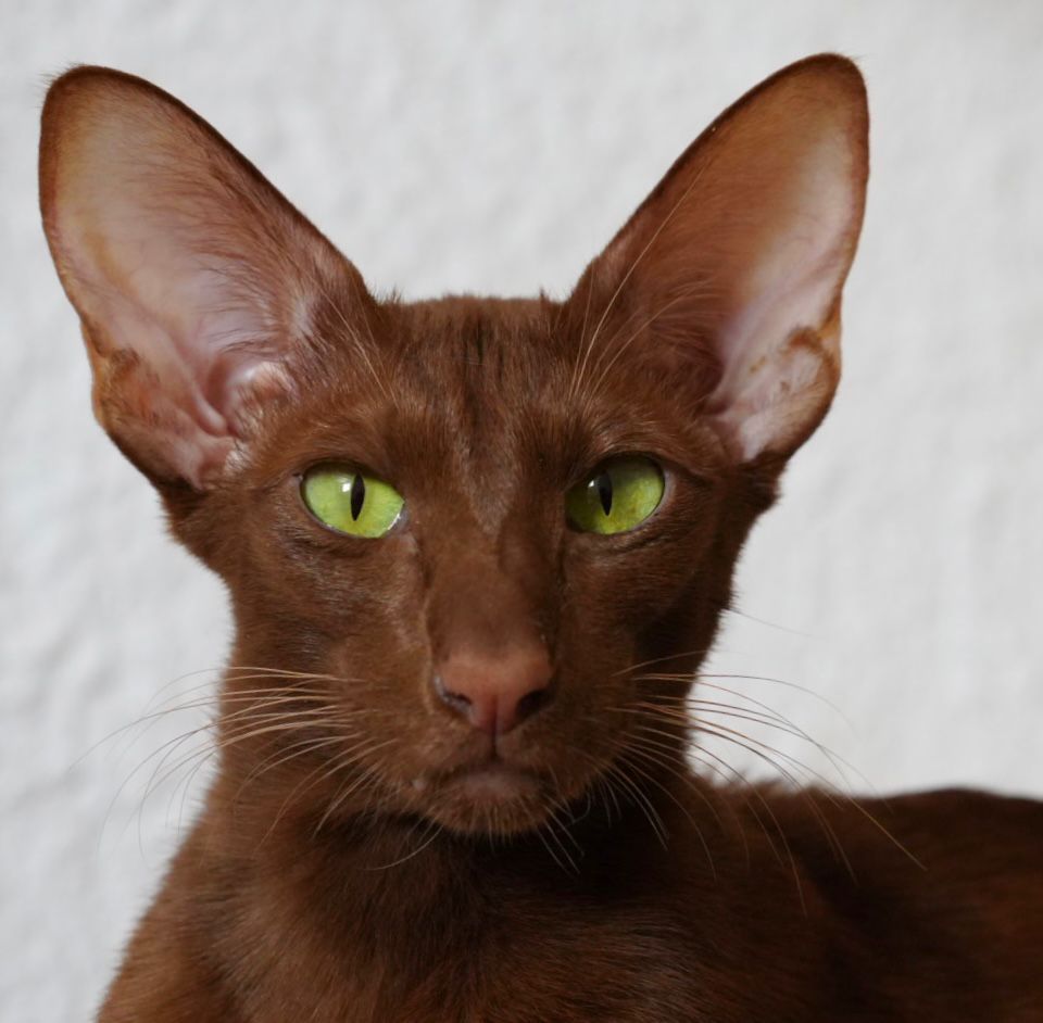Kote